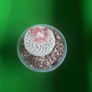 Epithelantha micromeris subs. greggi