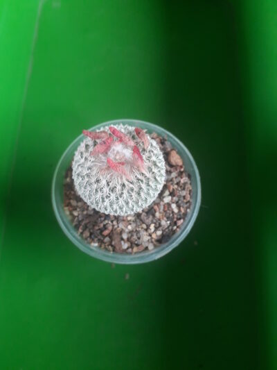 Epithelantha micromeris subs. greggi