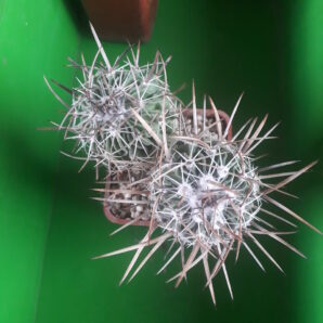 Echinofossulocactus lloydi