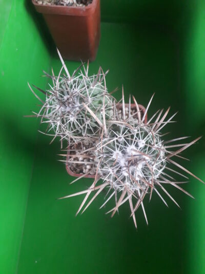 Echinofossulocactus lloydi