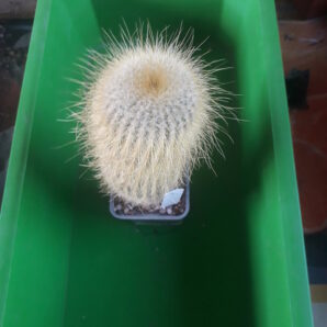 Eriocactus leninghausi
