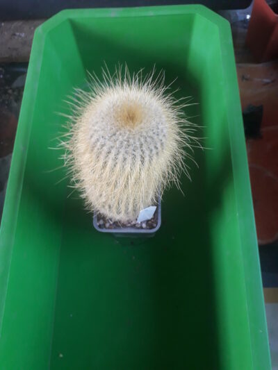 Eriocactus leninghausi
