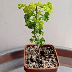 Pelargonium crispum variegata