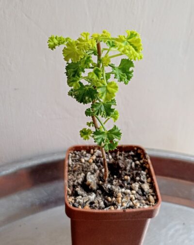 Pelargonium crispum variegata