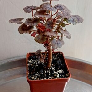 Pelargonium 'Dresden Pink'