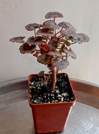 Pelargonium 'Dresden Pink'