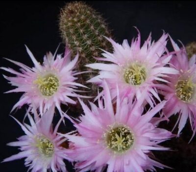 chamaecereus lincoln paradise grafted - Зображення 2