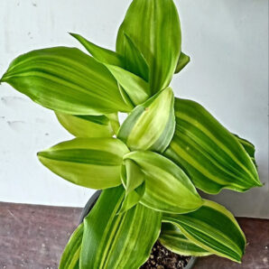 Callisia fragrans variegata