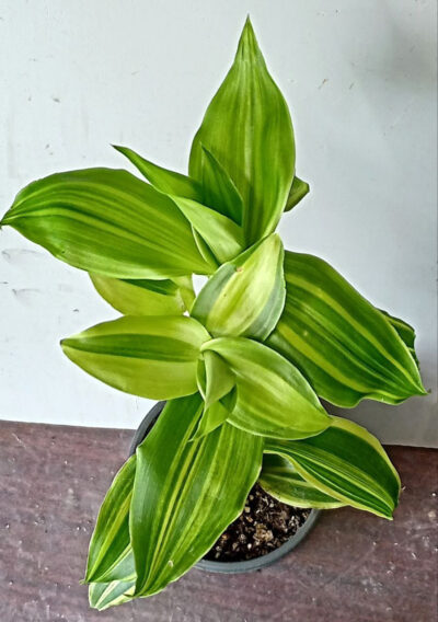 Callisia fragrans variegata