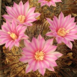 Krainzia longiflora v. stampferi -MG- seeds-насіння-