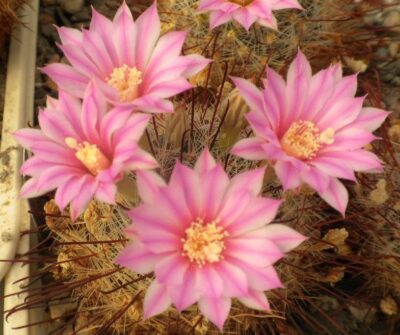 Krainzia longiflora v. stampferi -MG- seeds-насіння-