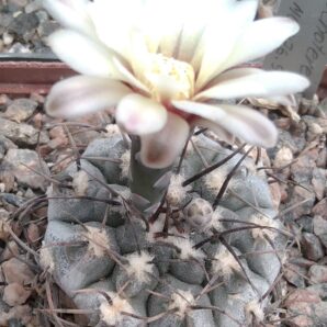 Gymnocalycium ochoterenae v. cinereum -MG- seeds-насіння-