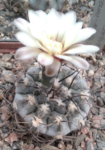 Gymnocalycium ochoterenae v. cinereum -MG- seeds-насіння-