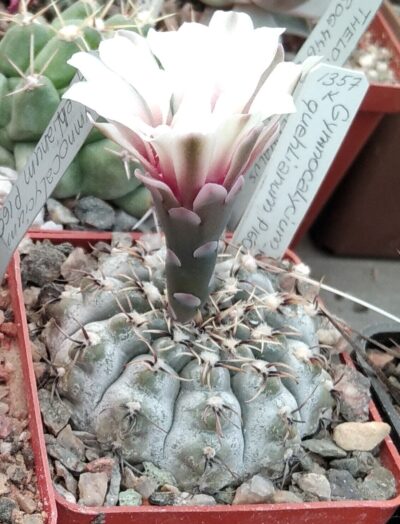 Gymnocalycium quehlianum P160 -silver form-seeds-насіння-