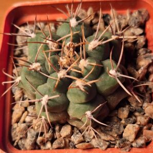 № 29 Gymnocalycium capillense v. mucidum GN 0382-1279