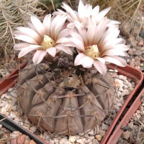Gymnocalycium bodenbenderianum -nice form-seeds-насіння-