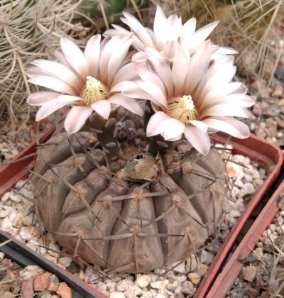 Gymnocalycium bodenbenderianum -nice form-seeds-насіння-