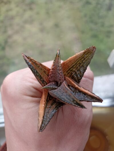 Haworthia Dragon King Variegated