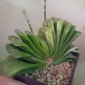 Haworthia Truncata Lime Green Variegated