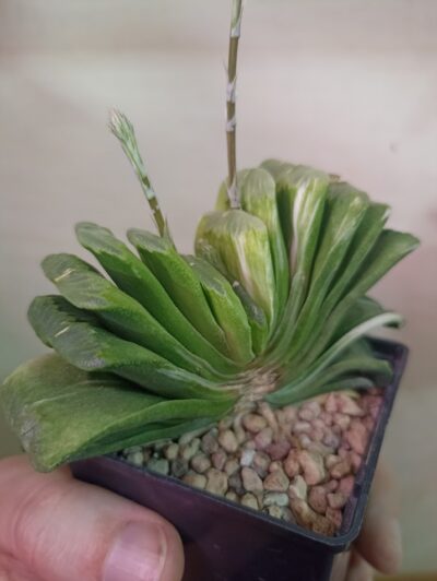 Haworthia Truncata Lime Green Variegated