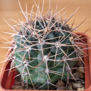 №32 Gymnocalycium neuhuberi VS 7 | 43