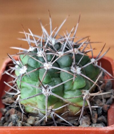 № 33 Gymnocalycium neuhuberi VS 8