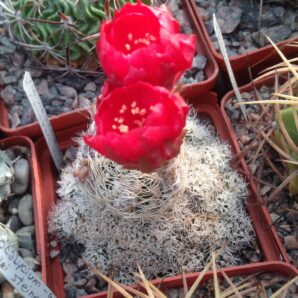 Lobivia schieliana v albescens f. albispina - дітки (крупніші ніж на фото)