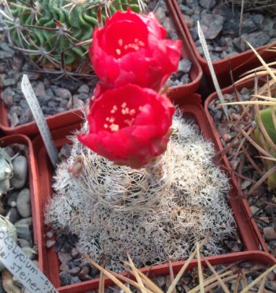 Lobivia schieliana v albescens f. albispina - дітки (крупніші ніж на фото)