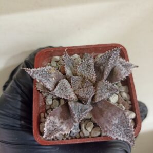 Haworthia Wimii Rainbow City