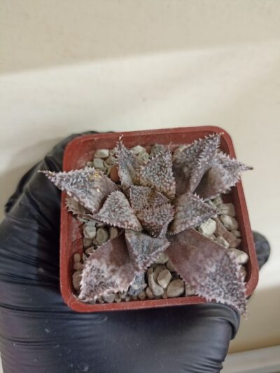Haworthia Wimii Rainbow City