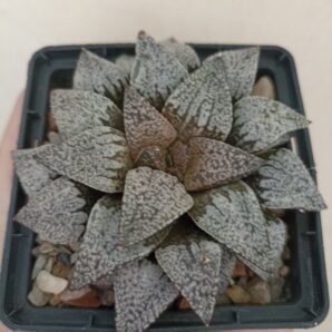 Haworthia Picta