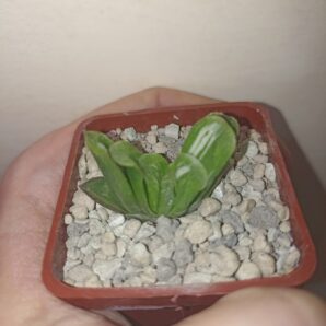 Haworthia Truncata Lime Green Variegated