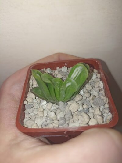 Haworthia Truncata Lime Green Variegated