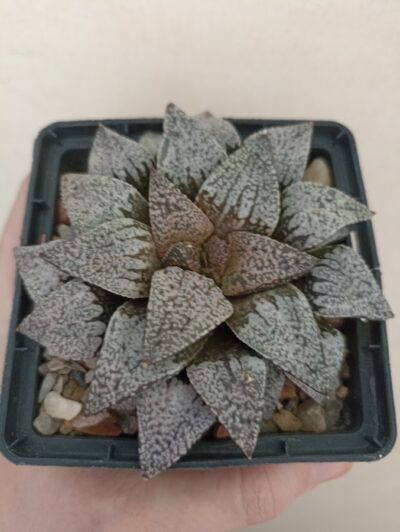 Haworthia Picta
