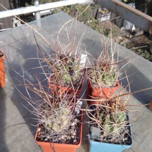 Lobivia ferox -Tupiza- Koehres- seeds-насіння-