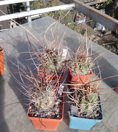 Lobivia ferox -Tupiza- Koehres- seeds-насіння-