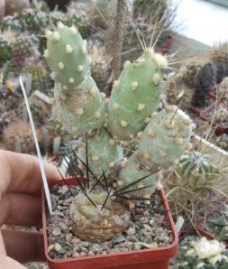 Cumulopuntia berteri MK106 -пагони-