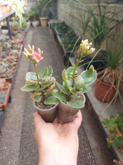 Kalanchoe blossfeldiorum f. variegata - Зображення 2