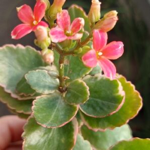 Kalanchoe blossfeldiorum f. variegata