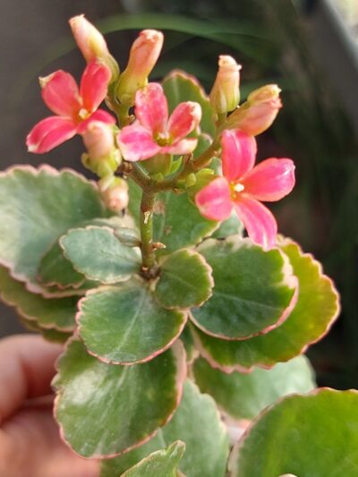 Kalanchoe blossfeldiorum f. variegata