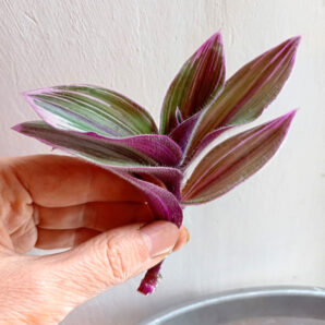 Tradescantia 'Pink Furry'