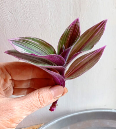 Tradescantia 'Pink Furry'