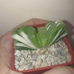 Haworthia Truncata Lime Green Variegated