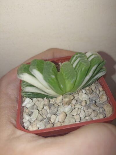 Haworthia Truncata Lime Green Variegated