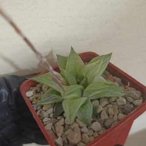 Haworthia Korizatonishiki Variegated