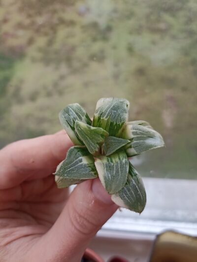 Haworthia Pygmaea Hybrid Ember Variegated
