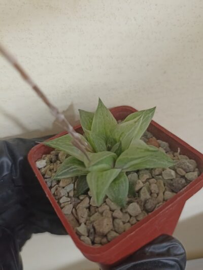 Haworthia Korizatonishiki Variegated
