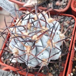 Acanthocalycium glaucum cv."Super Silver"-seeds-насіння-