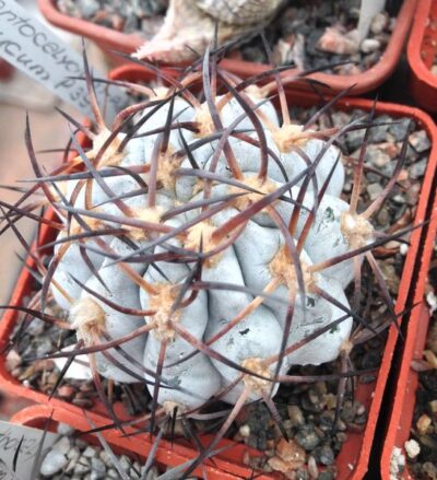 Acanthocalycium glaucum cv."Super Silver"-seeds-насіння-
