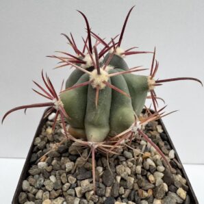 Ferocactus peninsulae, Rancho Las Virgenes, BCS